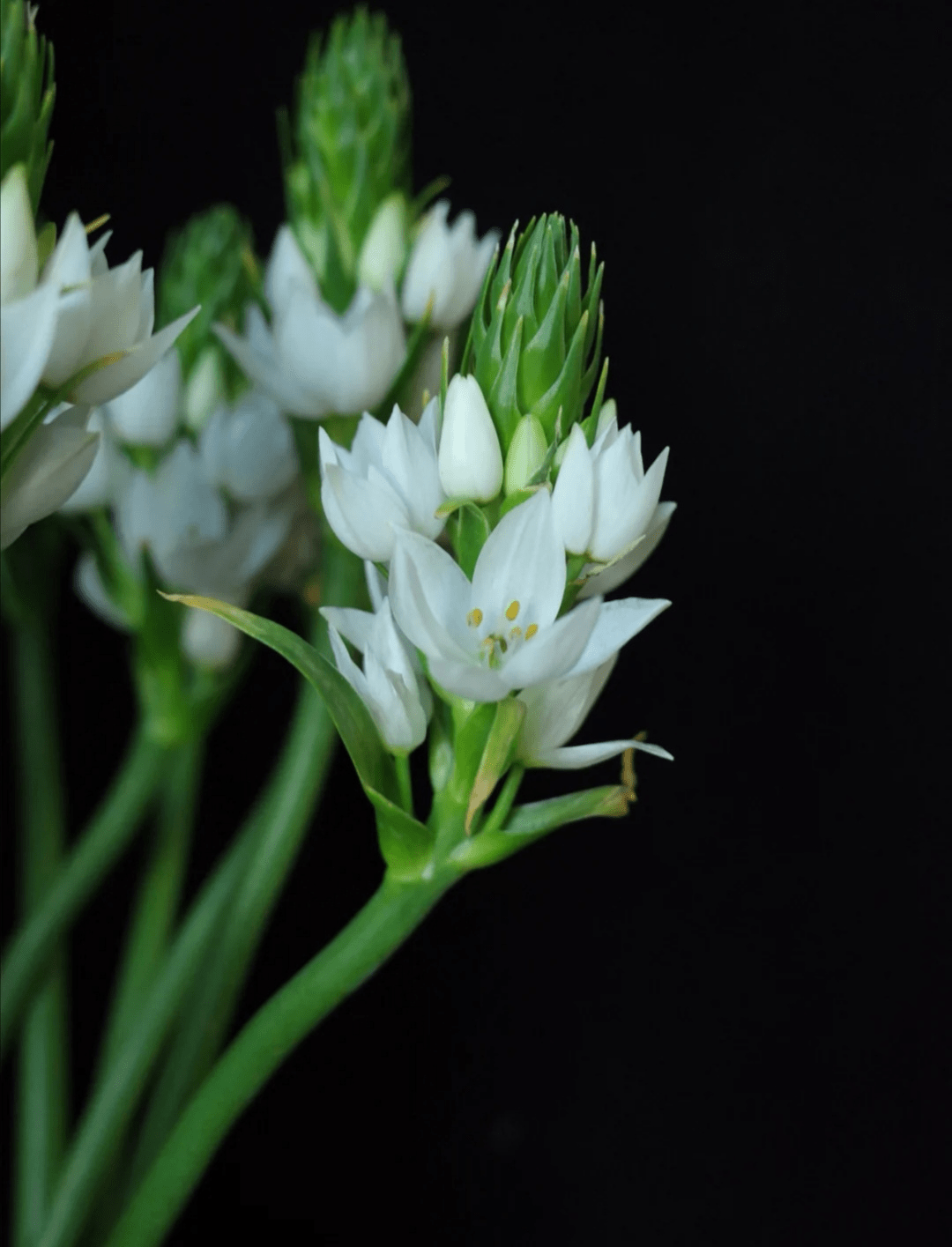 心动值满分超级省心的新晋网红花材圣心百合