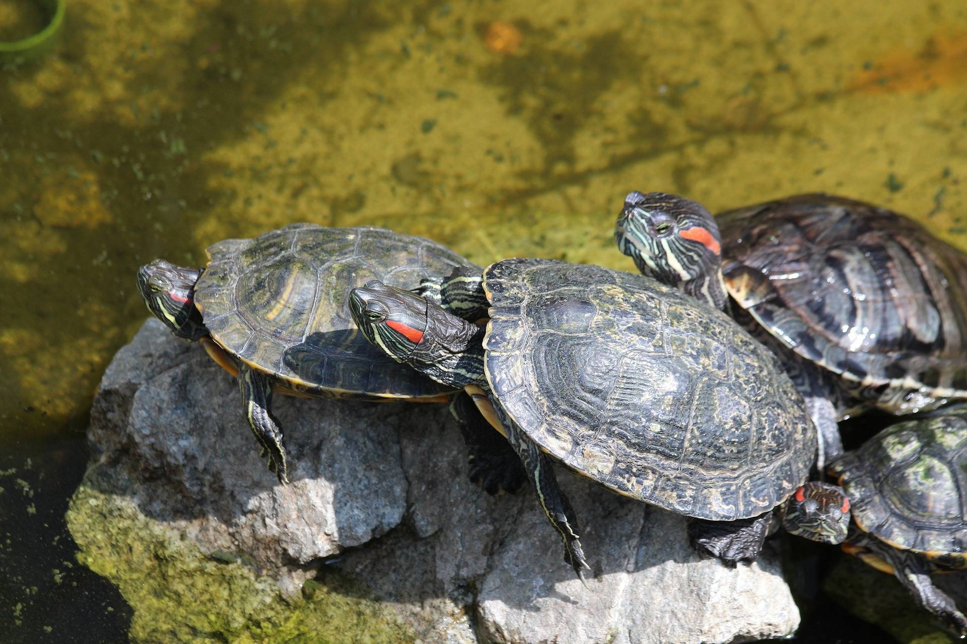 【两只巴西龟摄影图片】水斗里生态摄影_orc_sjq_群_太平洋电脑网摄影部落