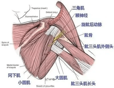 ( 鼎湖影像補充:四邊孔是由小圓肌,大圓肌,肱三頭肌長頭和肱骨頸內側