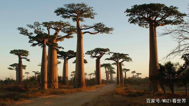 沙漠中能拯救生命的树：能养活一个旅行团，引进中国却变了用途！