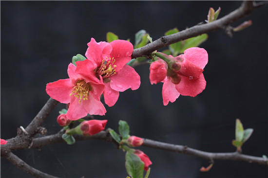 海棠花古往今来一直被认为是雅俗共赏的名花,素有"花中神仙""花贵妃""