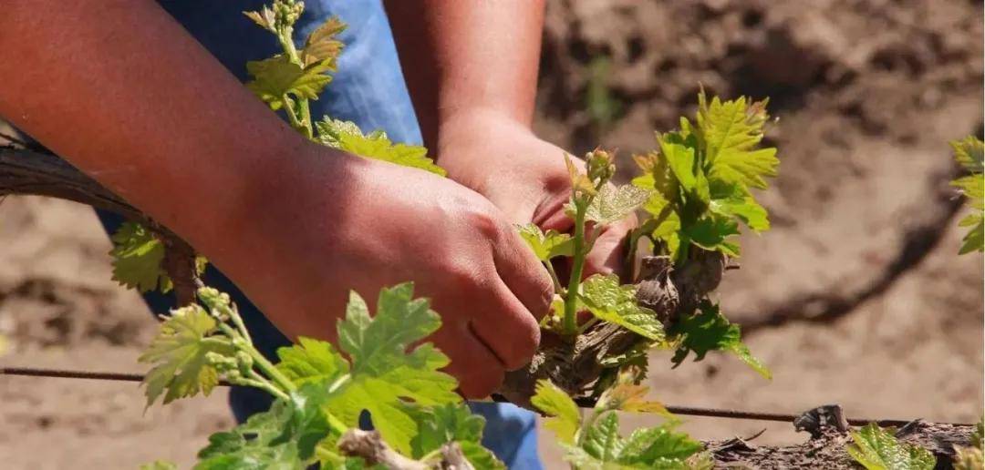 四月葡萄栽培,千万不要忘了这些事