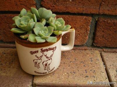 多肉种植营养土 e2e1c707c4ba42a8aa26bf1f448d4dd0.jpeg