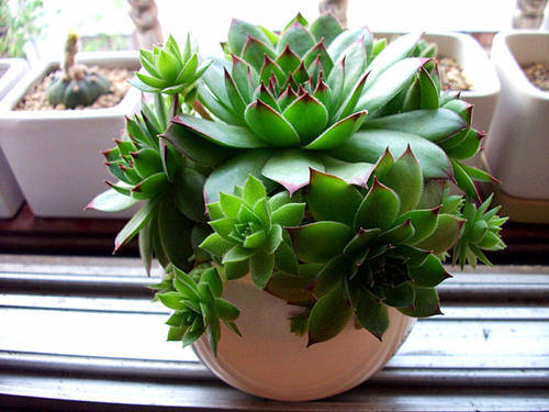 f4244546eb6c4aa1b369f587d5c5e0a5.jpeg