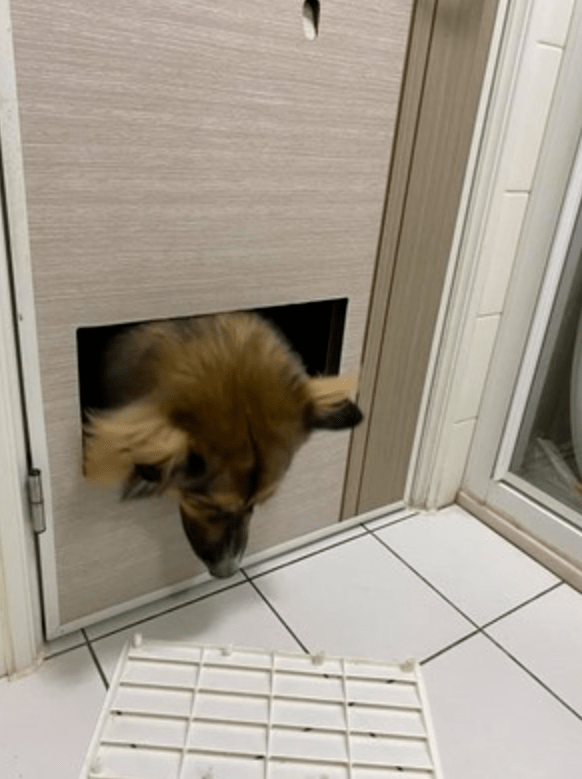 见主人蹲厕所不出来,狗子把门捅个大洞:麻麻,你没事吧!