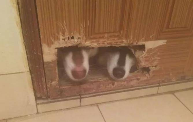 顺着冷风,低头一看才发现 家里那两只狗 趁人不注意 把厕所门咬了