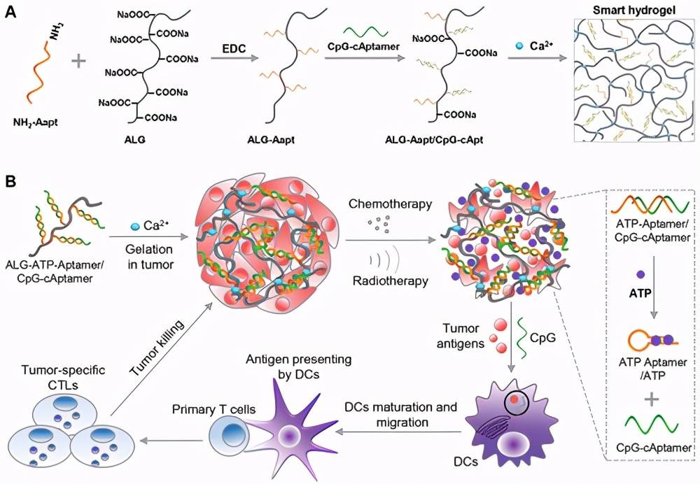 示意圖1a)示意圖顯示由alg,atp特異性適體(aapt)和cpg-captamer(cpg