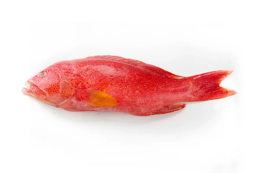 燕尾斑也叫侧牙鲈,原产地是菲律宾或越南,在斐济岛,印度洋,斯里兰卡