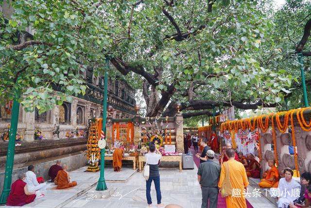 全世界佛教徒最向往的一棵树，佛祖在此得道，现在已成为热门景点