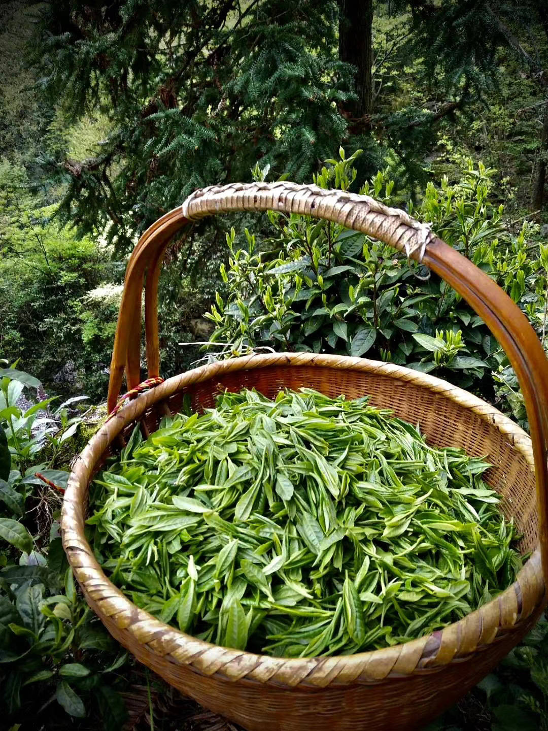 婺源綠茶,大鄣山頂雲霧茶,天本石高山茶,鄣山村雲霧茶_茶葉