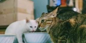 怎么看小猫是不是瘦 18014560d7d84f2a8af938a17ec78e8b.jpeg