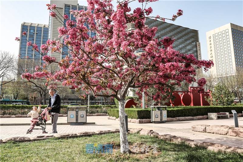 一棵海棠树里的济南：它们这样诉说新的春天
