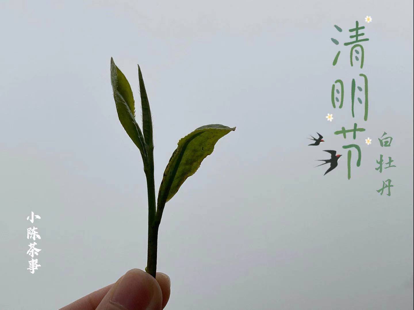 清明白牡丹和白牡丹有什么不同 节气白茶你知道多少 赶紧收藏 风味