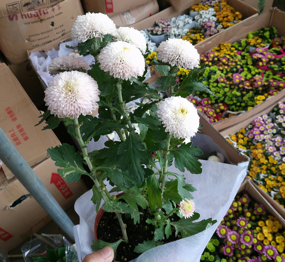 盆栽乒乓菊开花少 剪一剪 施肥填土 花苞嗖嗖翻倍开 修剪