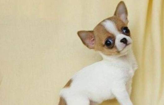 怎么看小狗是否吃饱 aa5dc3f1541843e1bf0f7e96169f2aaa.jpeg