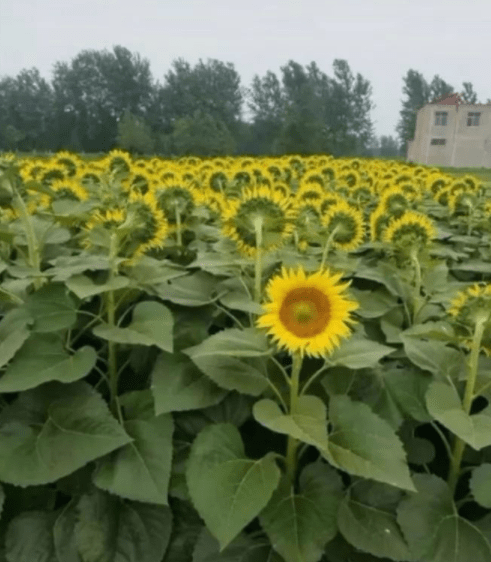 原创
没错,这张图两遍是黑色的,就是给你做的挽联!收下吧