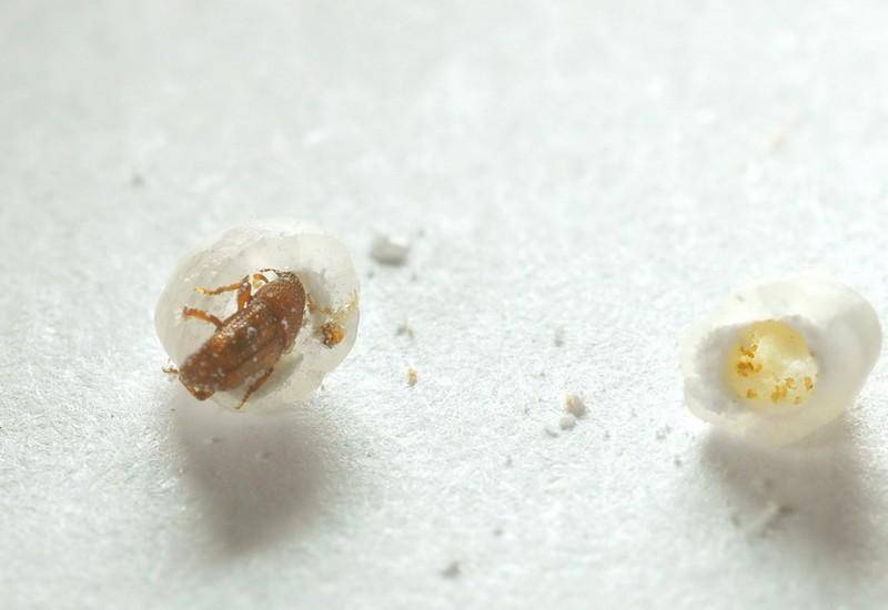 原创大米中凭空出现的米虫你每天吃的饭里很可能都含有它们的虫卵