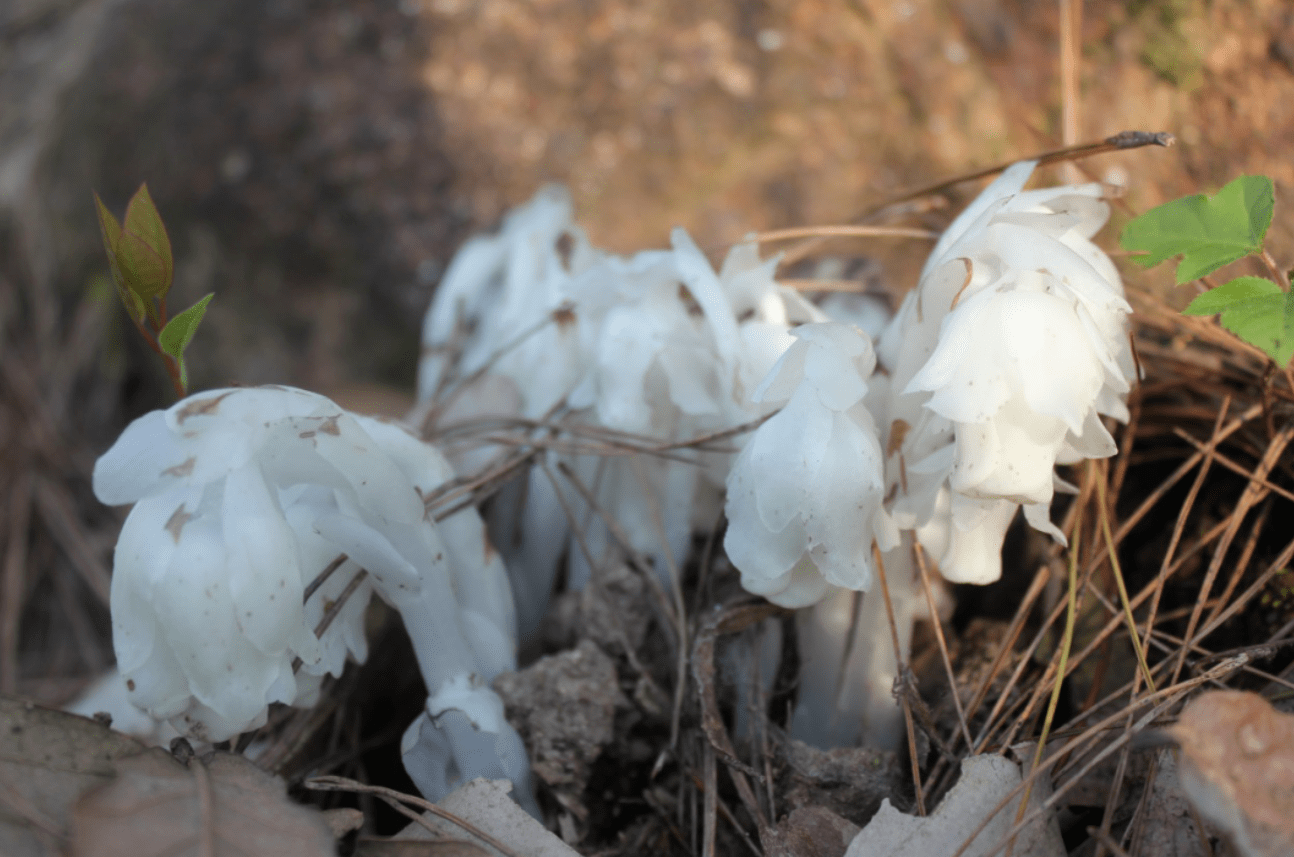 罕见!浙江金华第一次发现大果假沙晶兰,被称为植物界"小龙女"_动植物