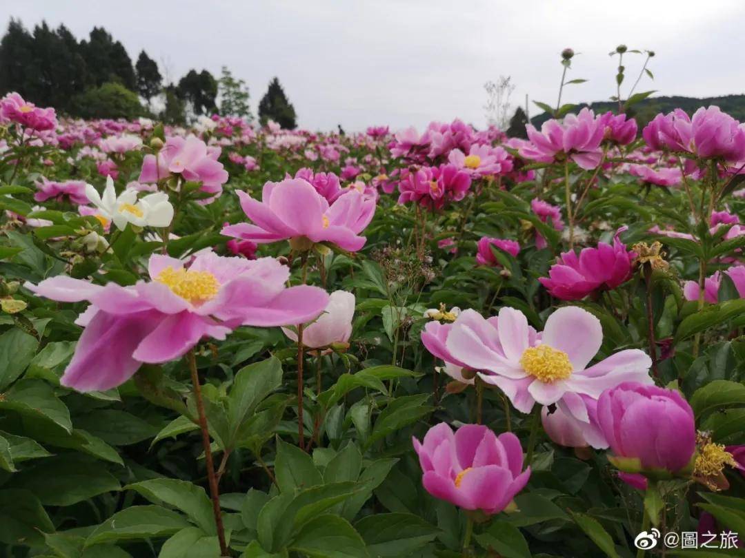 成都出发4月芍药盛开中江在等你