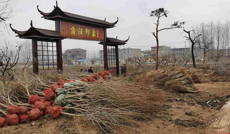 东海县石榴街道:"四强化四提升"走活党员冬训"一盘棋"