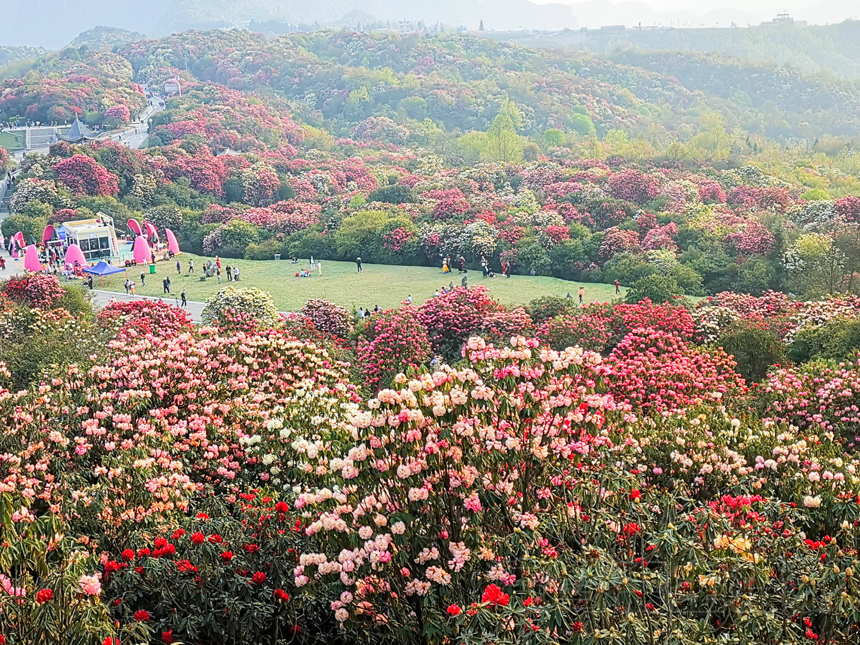 百里杜鹃风景区位于贵州省西北部,总面积约有一百二十多平方公里,因为