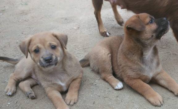 最可爱的狗排名_最可爱的狗(2)