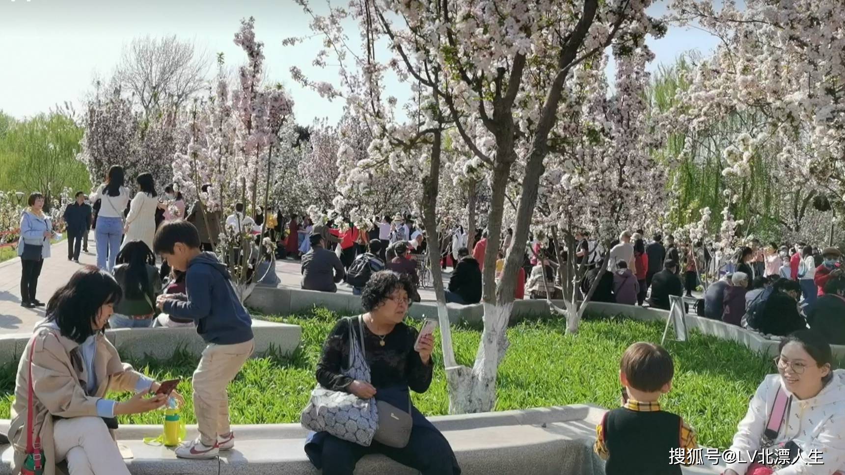 京城4月赏花攻略系列：元大都公园海棠花溪之一，游客与海棠花争春