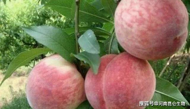 果树施什么肥结果多 08efdd34b5eb4cbc9701d9c017a4898f.jpeg
