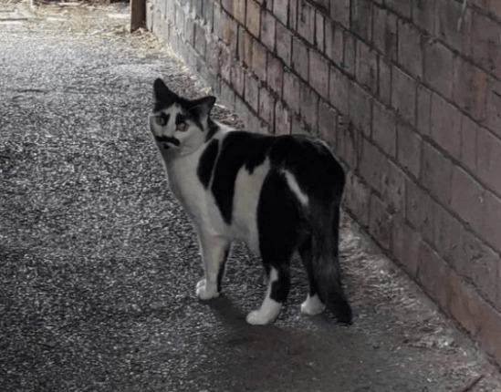 怎么样才算是正宗的奶牛猫 36795a4daf0046e09b9634d2a28b161c.png