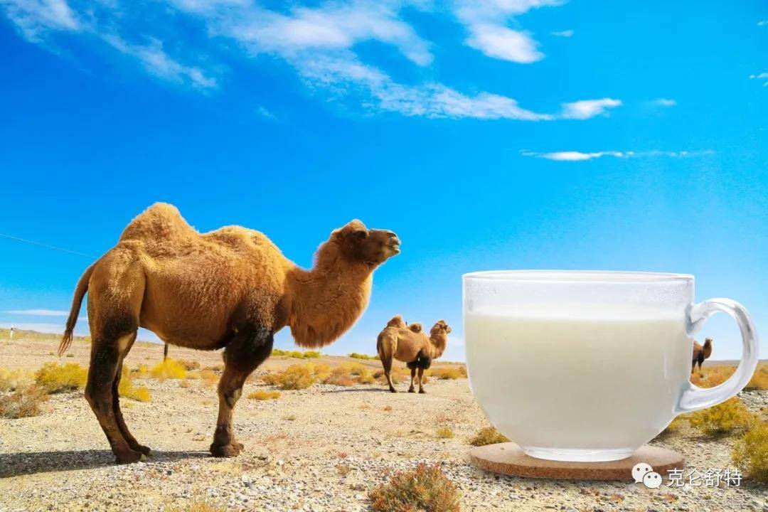 沙漠白金的骆驼奶被视为不可替代的营养品