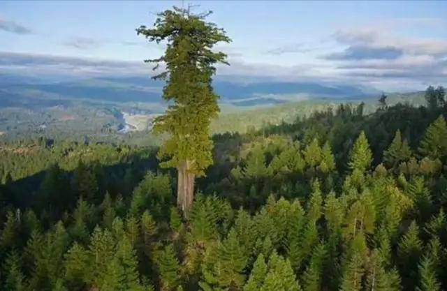 地球上5棵摩天大树，比云层还高8英尺，我国这棵被叫望天树 搬运