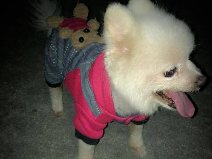 狗狗心脏肥大喝水多怎么办 狗狗心脏肥大晚期症状有哪些 情况