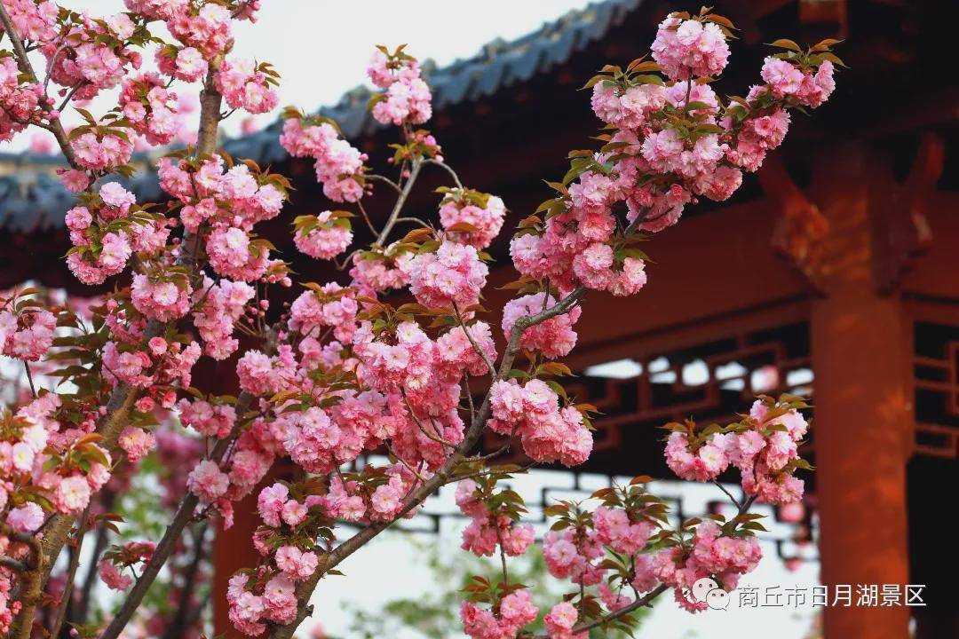 永城日月湖粉色沙滩图片