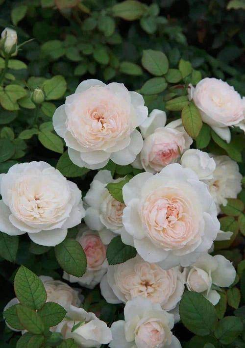 香味浓郁,有一种美称,那就是未见其花,先闻其香,花瓣外面是白色的