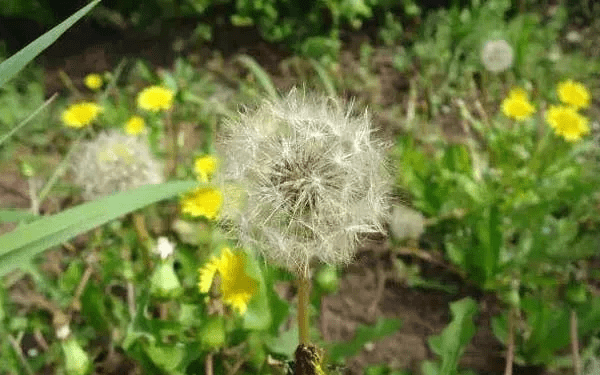 一,蒲公英茶的功效與作用今