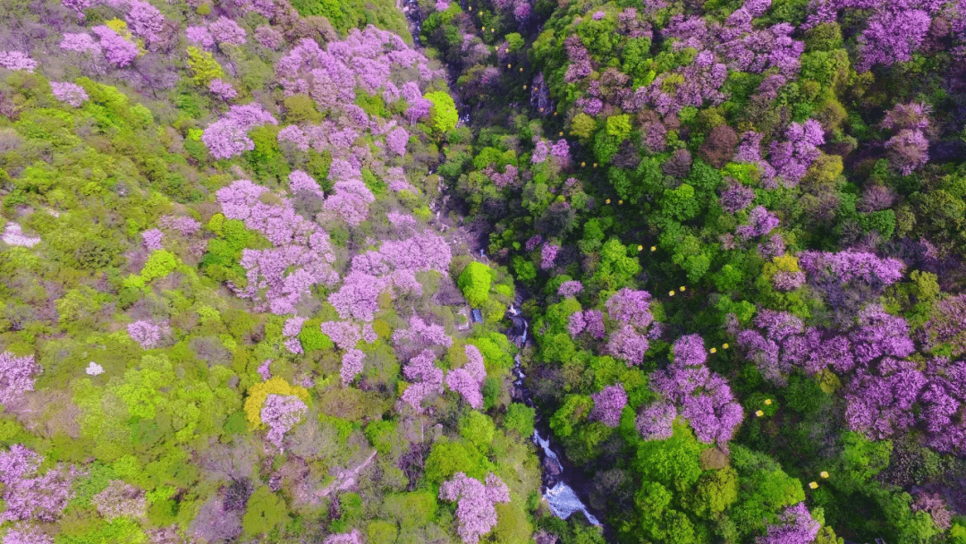太平国家森林公园：紫荆花开正当时，花花世界邀你来