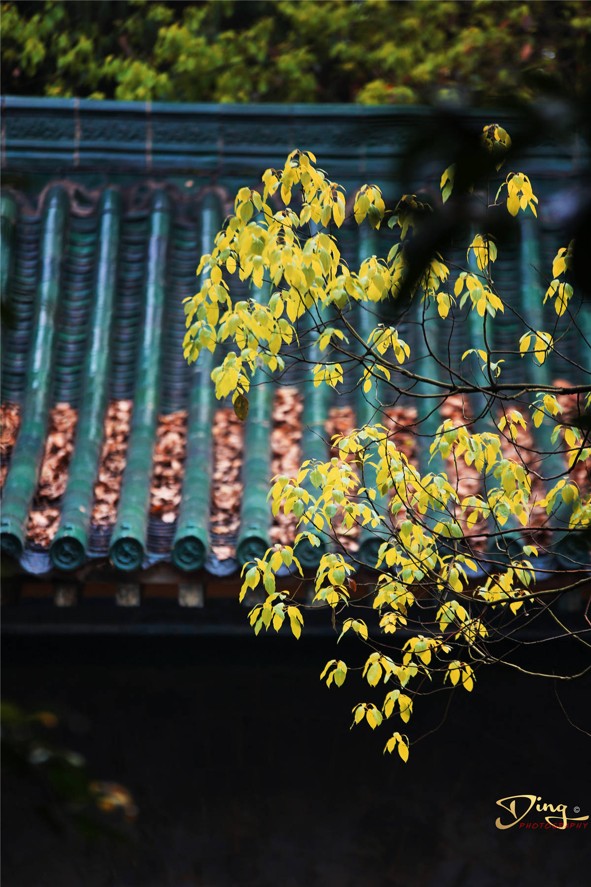 武汉灵泉寺那一片的龙脉落花听雨一方净土真佛境