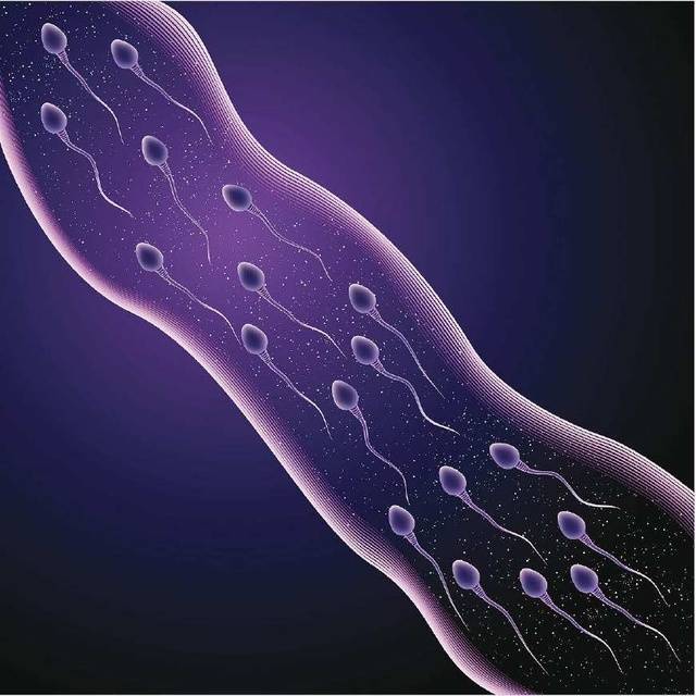 什么是精子什么是卵子 1c46804dbd0743aca875f1ae3b6842b9.jpeg