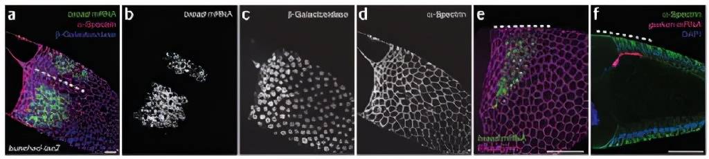 IF-FISH 蛋白与DNA或者RNA共定位_实验