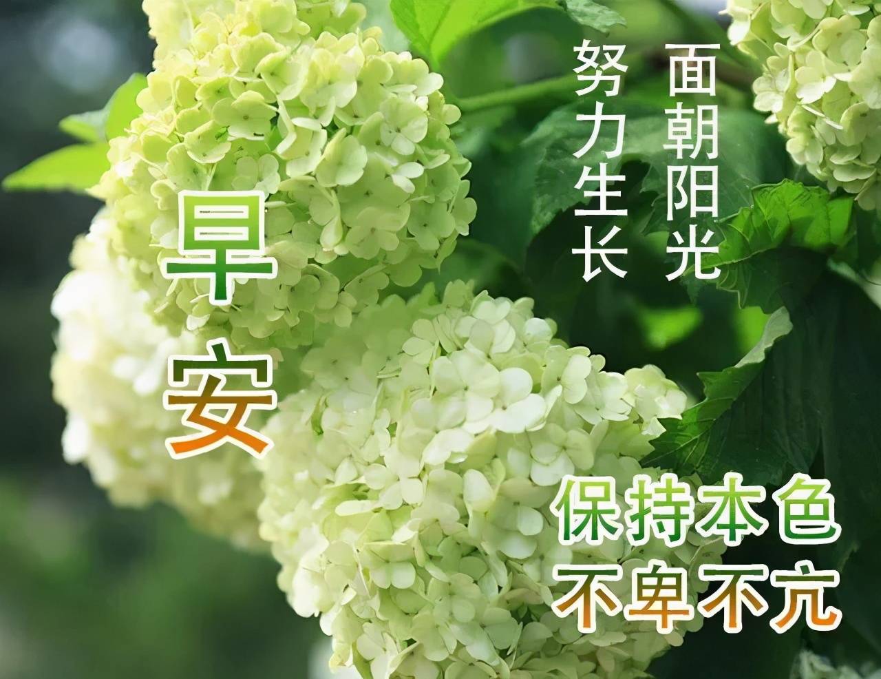 原创2021年祝福语句朋友圈温馨祝福句子早上好祝福图片