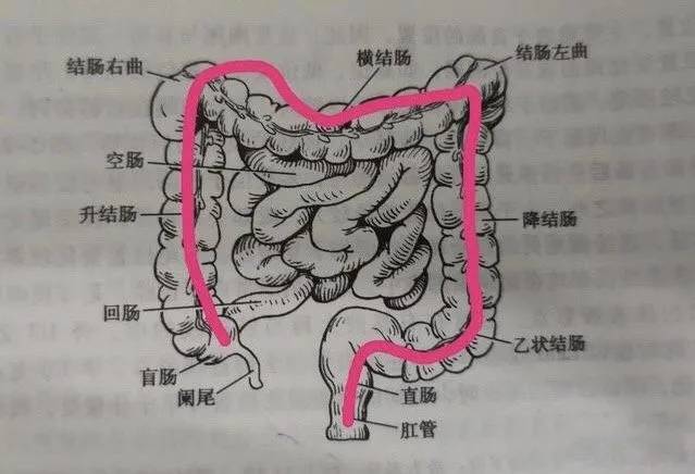 人体结肠长度图片