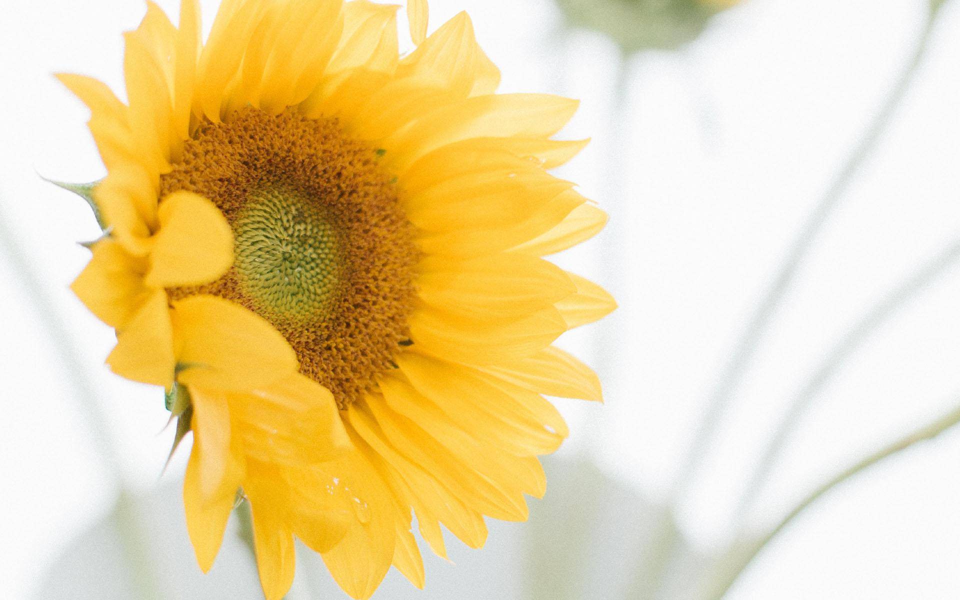 能力出众又不甘心平凡有可能是最强王者的三大星座