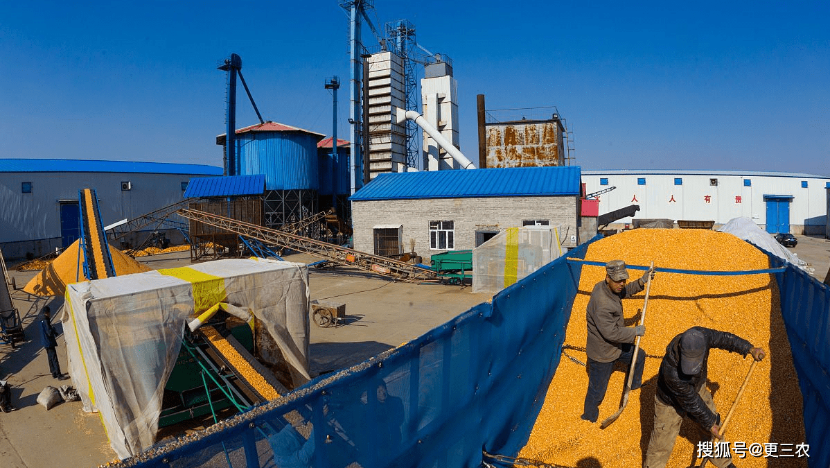 原创蛋价,玉米大逆转,联袂走强,猪价跌惨陷入"冰窟",何时翻盘?