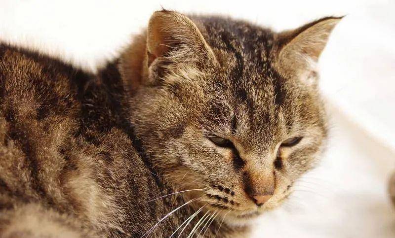 老王喜欢猫 055b40ff4e36486aa8c90147a8a10e40.jpeg