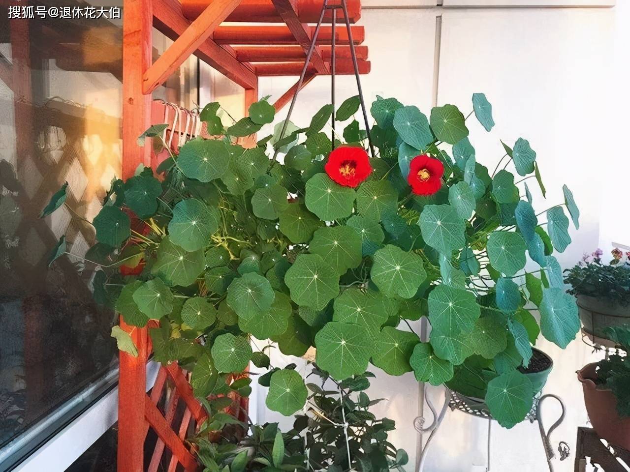 4月逛花市 离 3样 盆栽远点 一般人养不活 植物