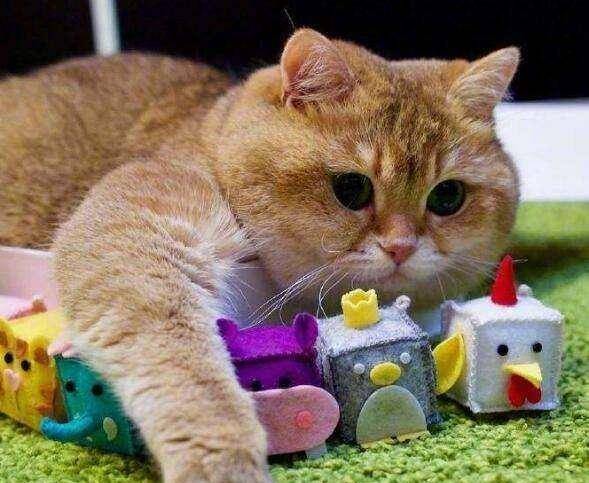 什么声音可以让猫睡觉 1b542a9c5f3841ca90c9d59920f46ac1.jpeg