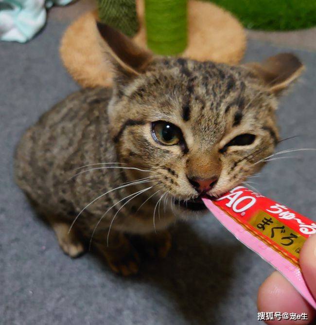 日本猫咪神似抠脚大汉网友孟婆汤掺水了这就是人吧