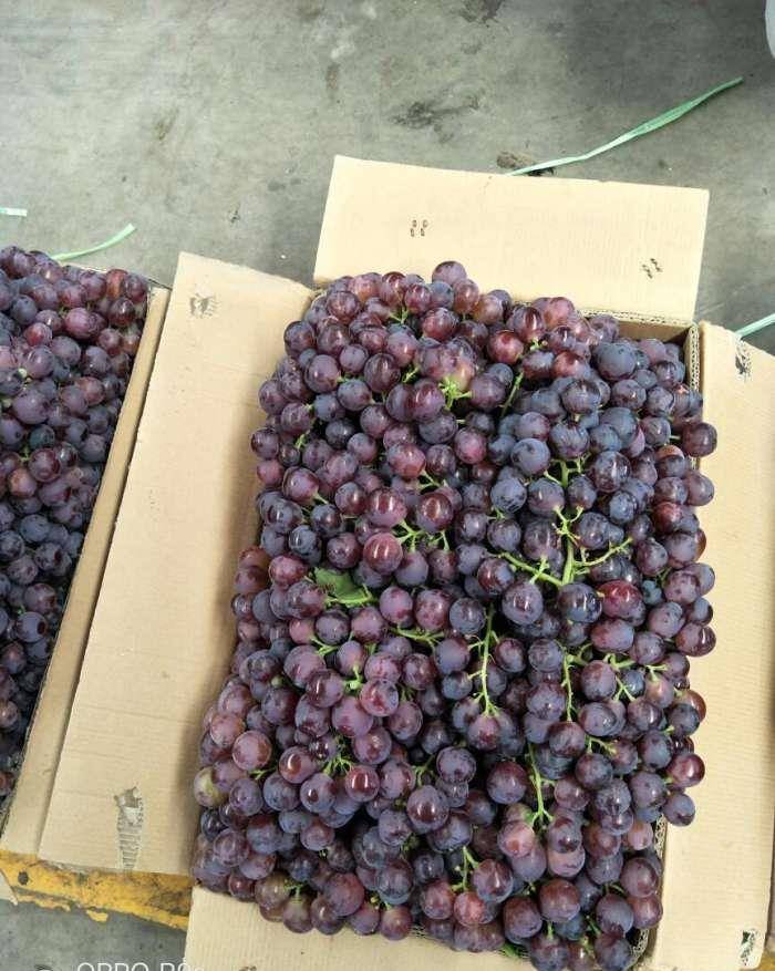 新疆街头的水果, 十块钱一斤的葡萄, 又大又甜!