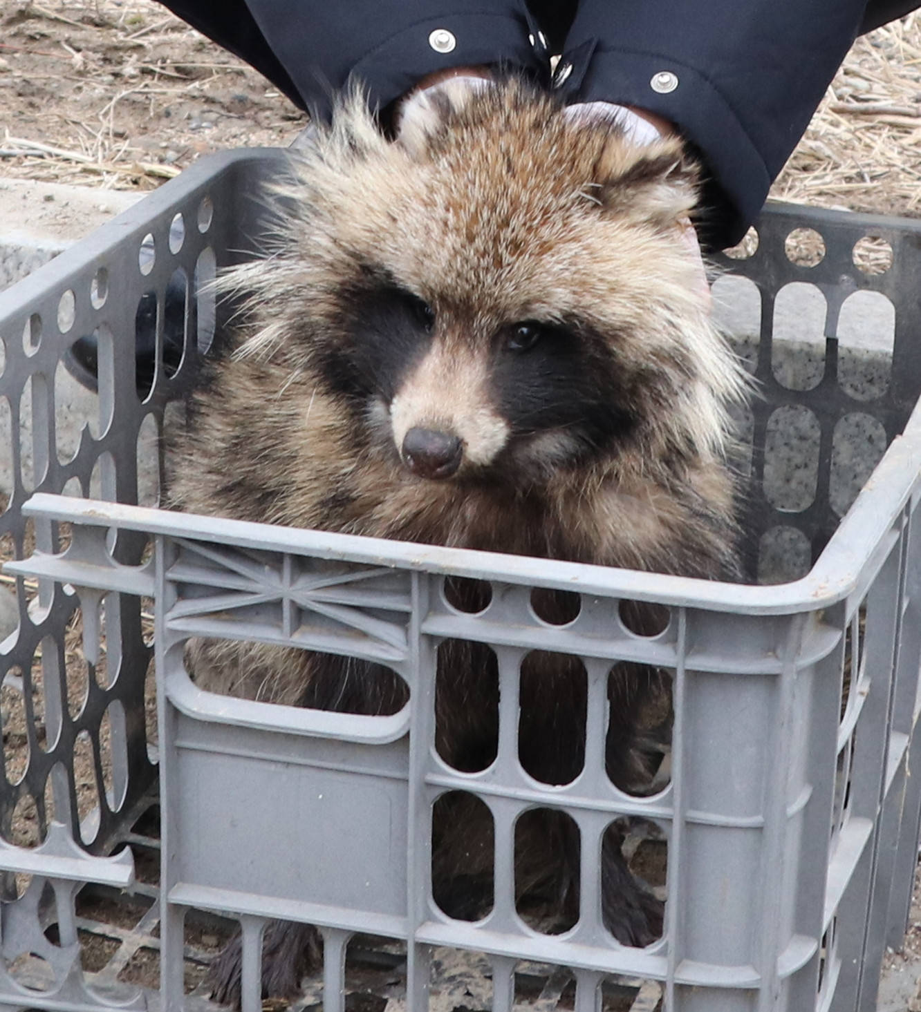 國際珍稀動物保護日:敬信民警救助魯迅先生筆下的