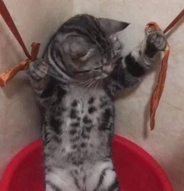 猫咪怎么洗澡最有效 455db7fc421e43b39fc3d14714a47e22.jpeg